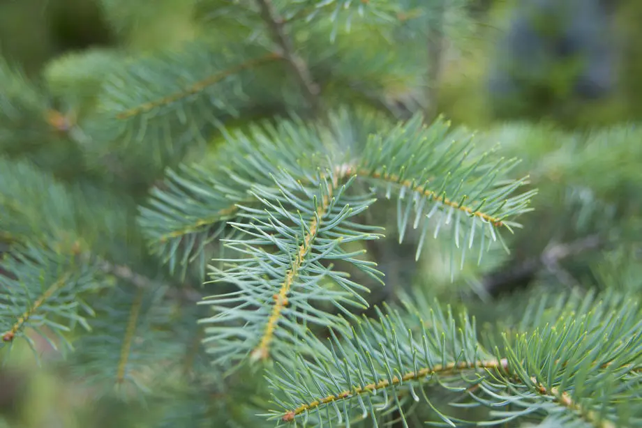 Пихта Одноцветная (Abies concolor)