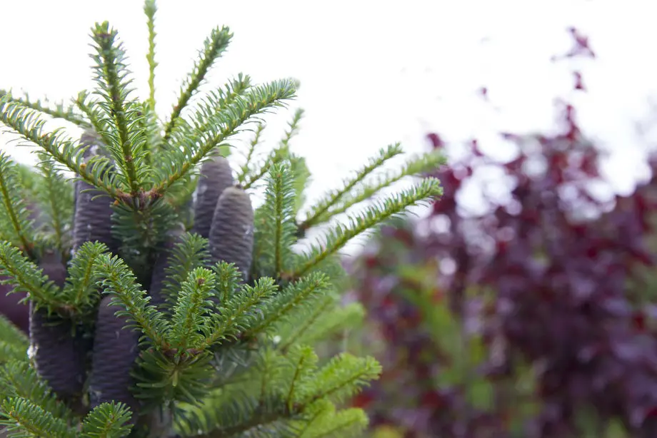 Пихта Корейская (Abies koreana)
