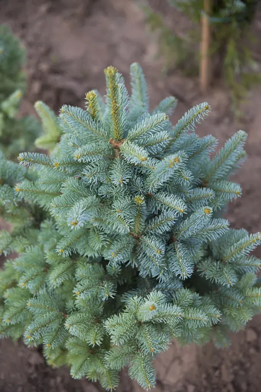 Пихта субальпийская Компакта (Abies lasiocarpa Compacta)