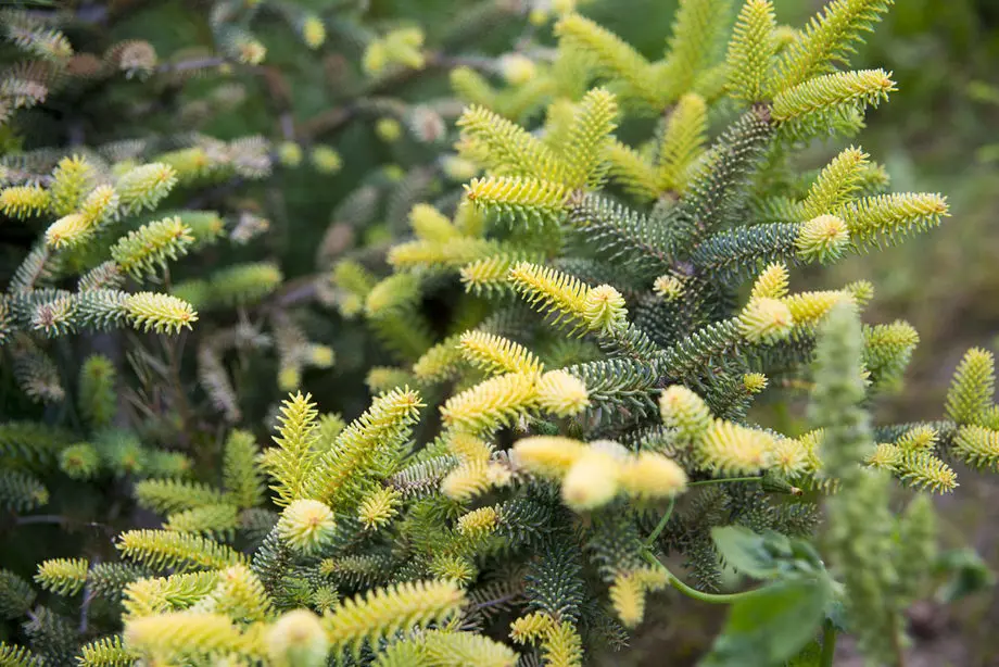Пихта испанская Ауреа (Abies pinsapo Aurea)