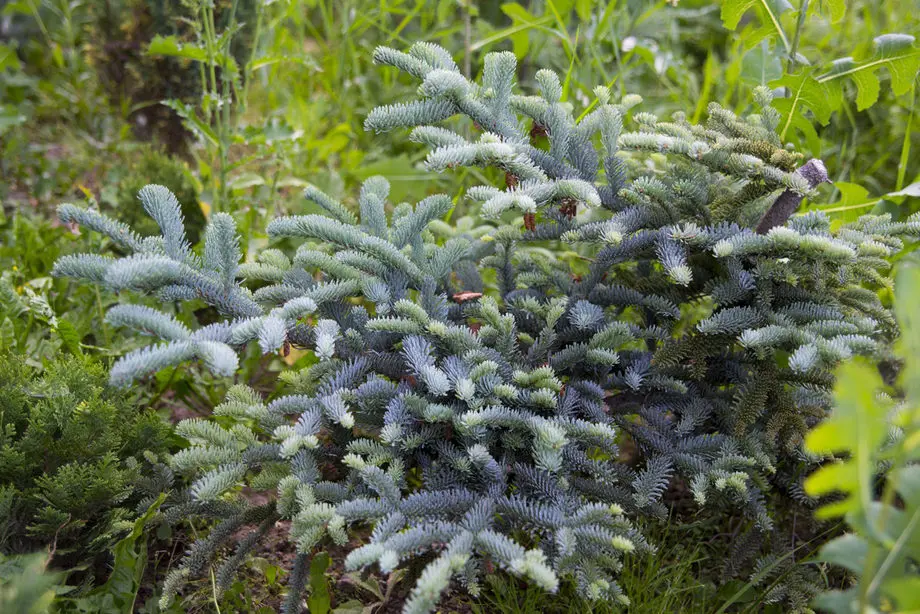 Пихта благородная Глаука (Abies procera Glauca)