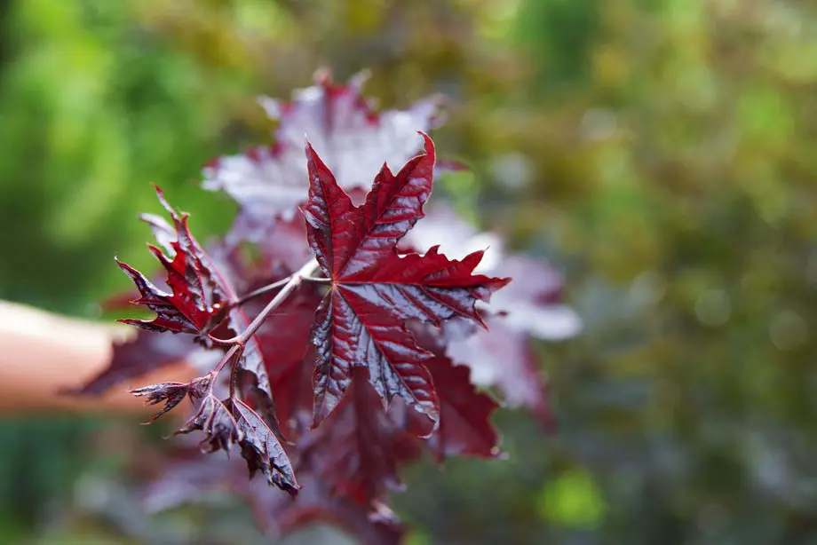 Клен остролистный Фассенз Блэк (Acer platanoides Faassen's Black)