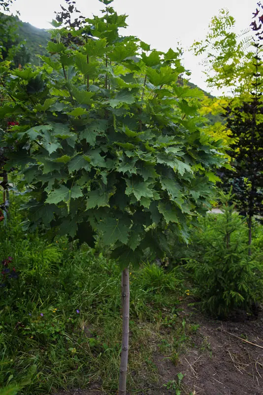 Клён остролистный Глобозум (Acer platanoides Globosum)