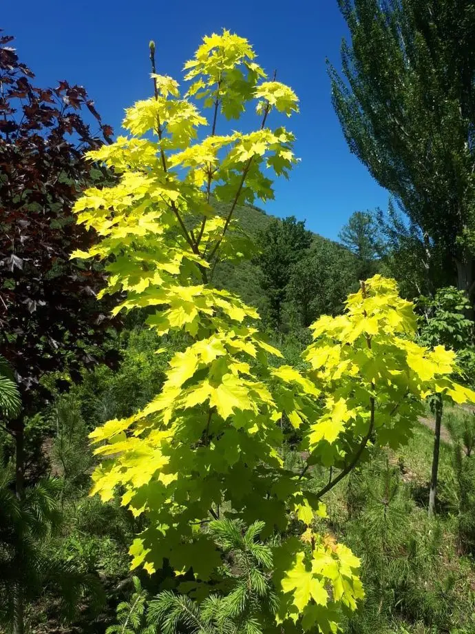 Клен остролистный Принцетон Голд (Acer platanoides Princeton Gold)