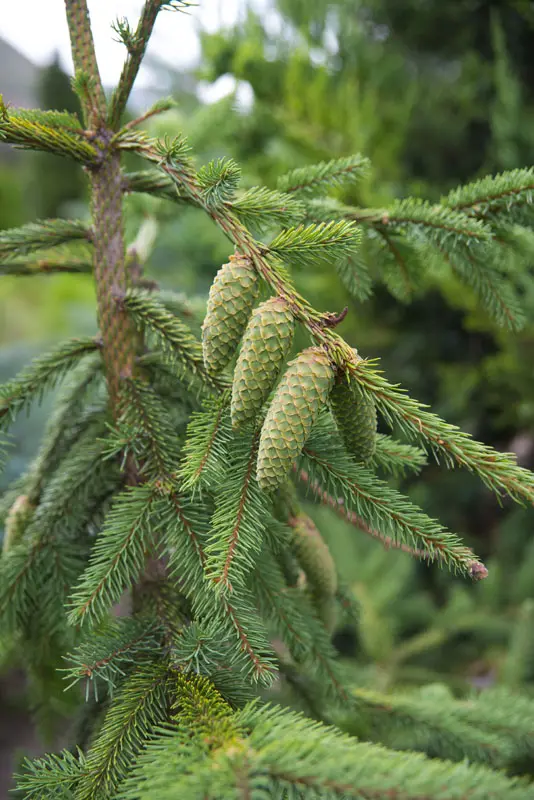 Ель обыкновенная Акрокона (Picea abies Acrocona)