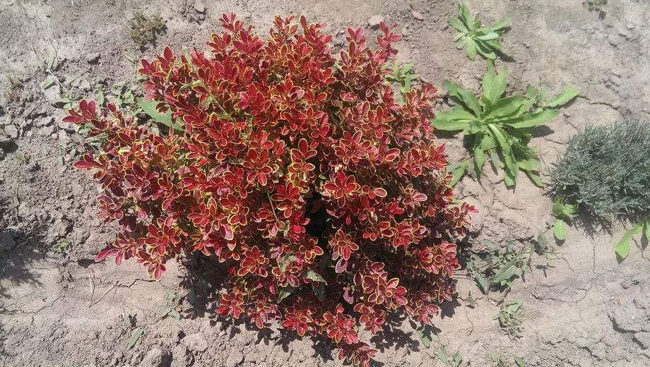 Барбарис Тунберга Адмирейшн (Berberis thunbergii Admiration)
