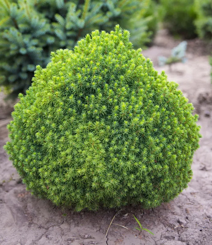 Ель сизая(канадская) Альберта (Picea glauca Alberta Globe)