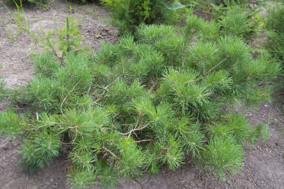Сосна обыкновенная Альбинс (Pinus sylvestris Albyns)