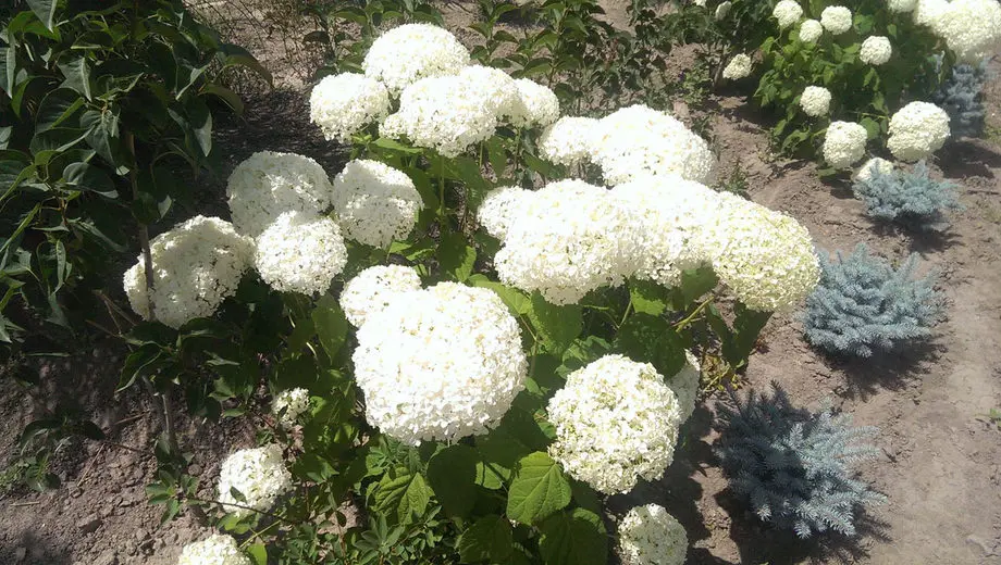 Гортензия древовидная Аннабель (Hydrangea arborescens Annabelle)