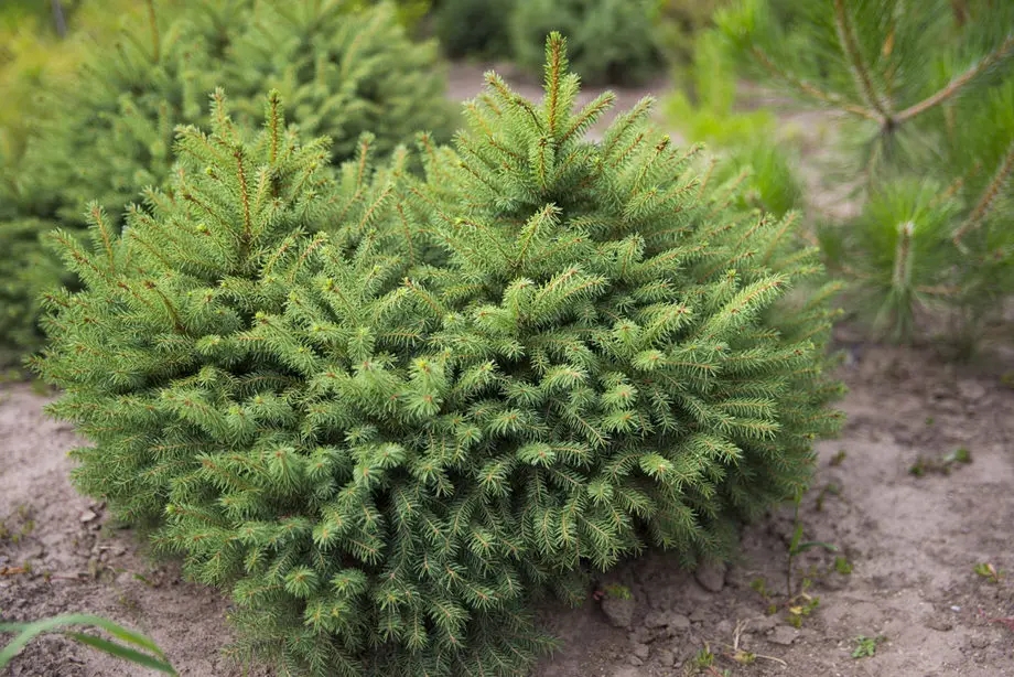Ель обыкновенная Барри (Picea abies Barryi)