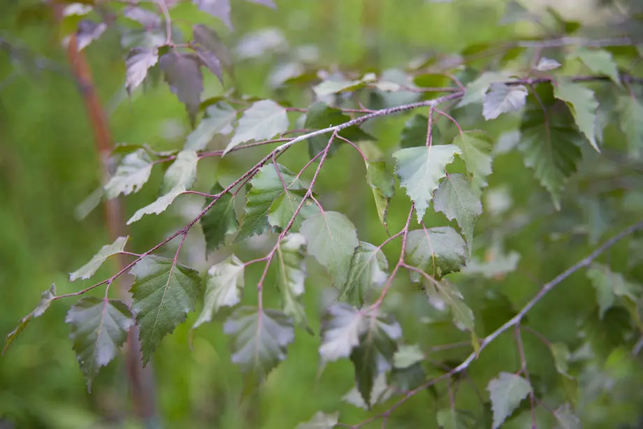 Береза повислая Роял Фрост (Betula pendula Royal Frost)