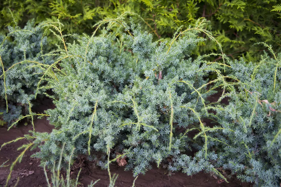 Можжевельник китайский Блу Альпс (Juniperus chin. Blue Alps)