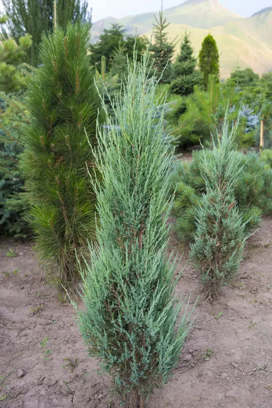 Можжевельник скальный Блу Арроу (Juniperus scopulorum Blue Arrow)