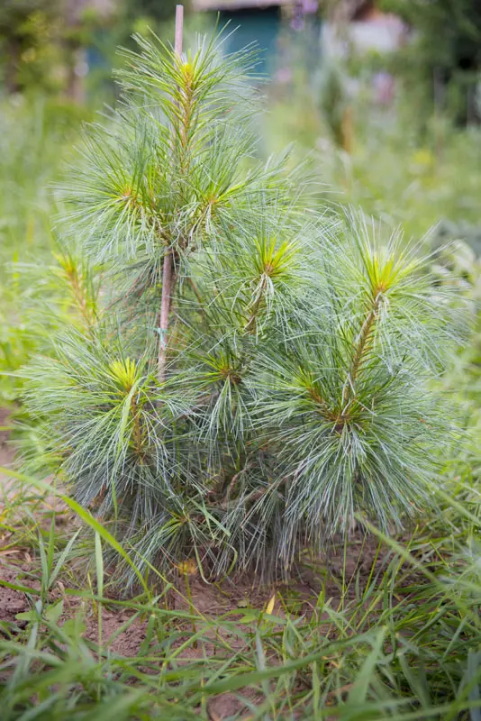 Сосна веймутова Блу Шег (Pinus strobus Blue Shag)