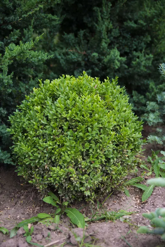 Самшит вечнозеленый (Buxus sempervirens)
