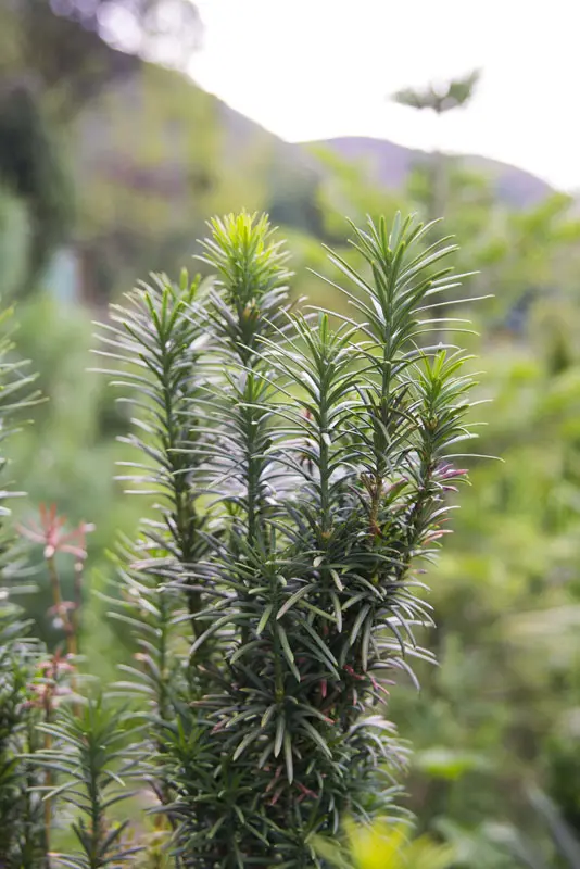 Головчатотис Харрингтона Фастигиата (Cephalotaxus harringtonia Fastigiata)