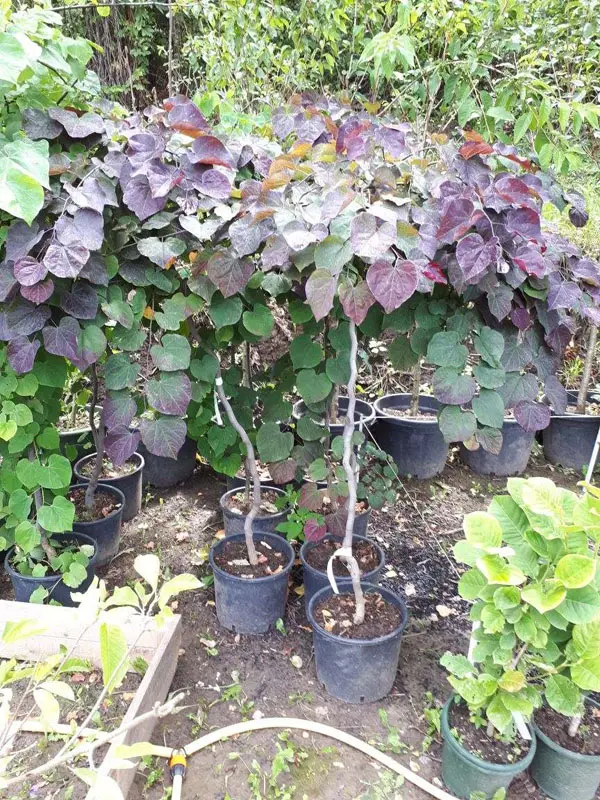 Церцис канадский Руби Фолз (Cercis canadensis Ruby Falls)