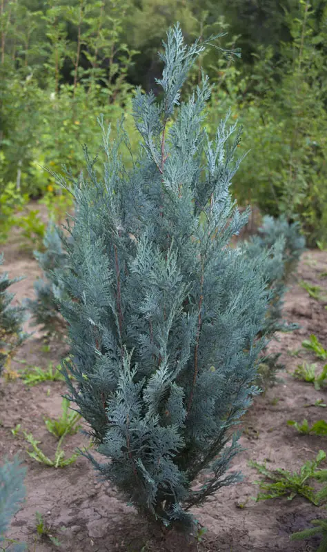 Кипарисовик Лоусона Колумнарис Глаука (Chamaecyparis lawsoniana Columnaris Glauca)
