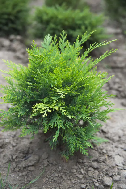 Кипарисовик Лоусона Глобоза (Chamaecyparis lawsoniana Globosa)