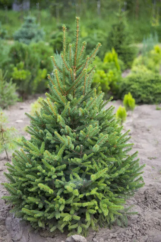 Ель обыкновенная Компакта (Picea abies Compacta)