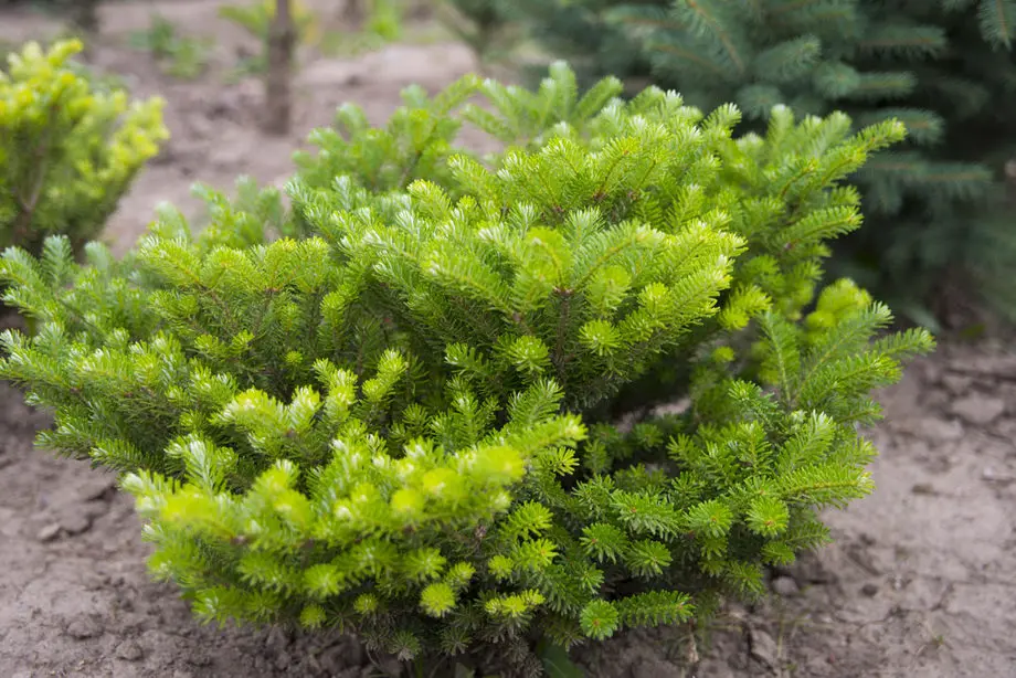 Пихта корейская Компакт Дворф (Abies koreana Compact Dwarf)