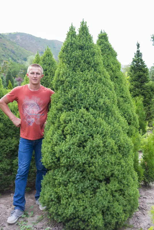 Ель сизая(канадская) Коника (Picea glauca Conica)