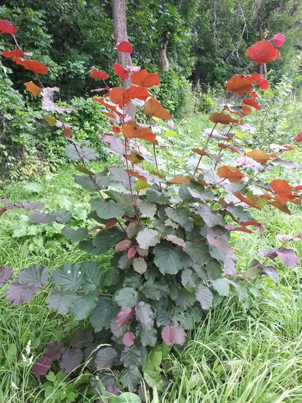 Лещина обыкновенная Пурпуреа (Corylus avellana Purpurea)
