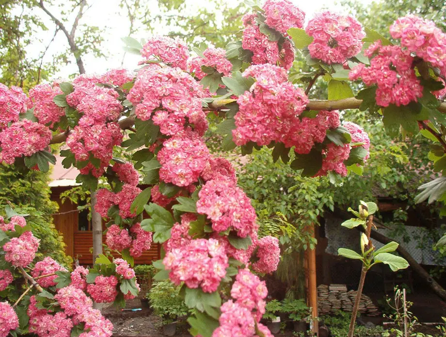 Боярышник обыкновенный Паул Скарлет (Crataegus laevigata Paul's Scarlet)