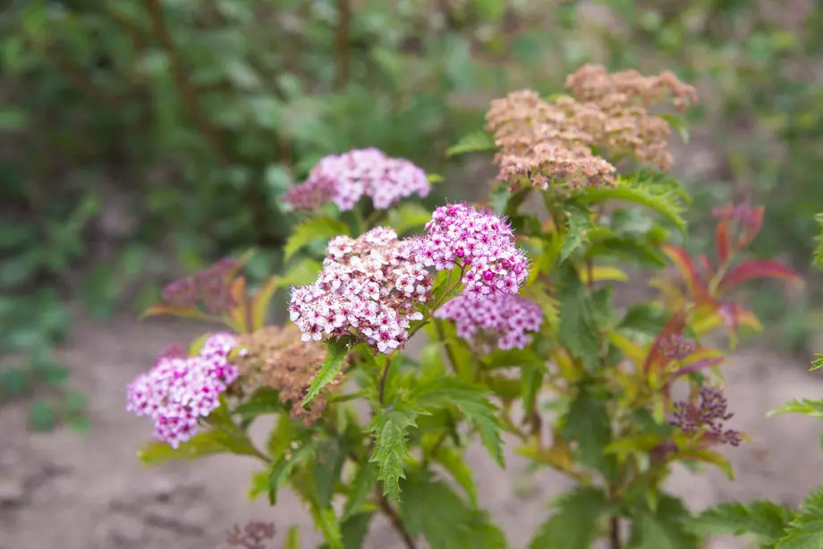 Спирея японская Криспа (Spiraea japonica Crispa)