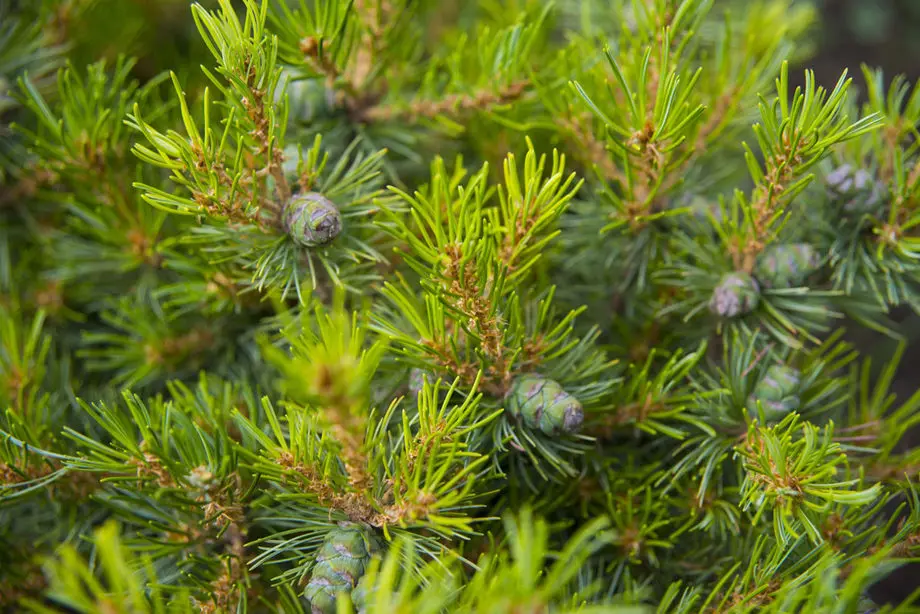 Сосна мелкоцветковая Каддлс (Pinus parviflora Cuddles)