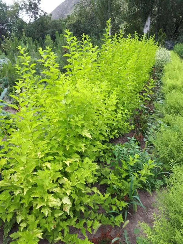 Пузыреплодник калинолистный Дартс Голд (Physocarpus opulifolius Dart's Gold)