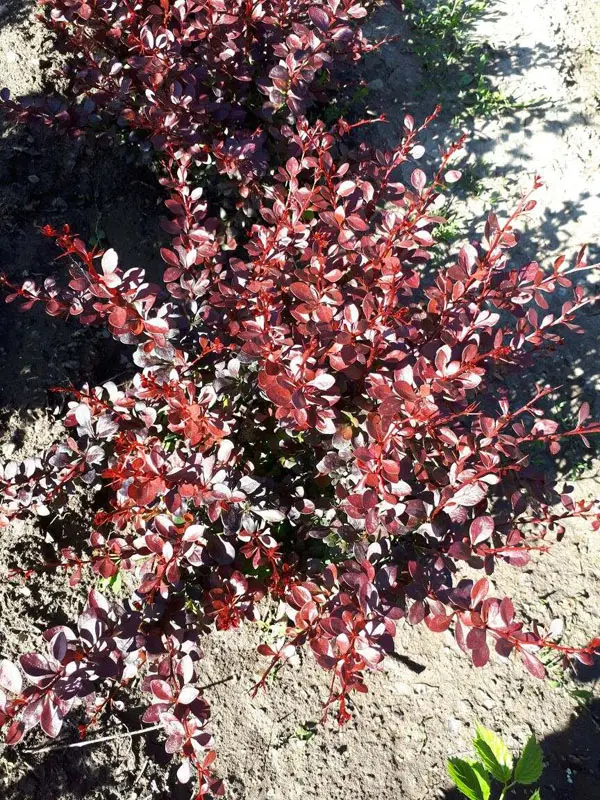 Барбарис тунберга Дартс Ред Леди (Berberis thunbergii Dart's Red Lady)