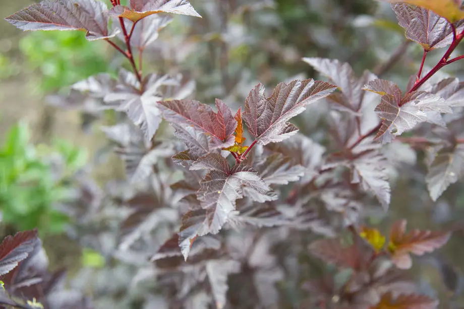 Пузыреплодник калинолистный Диабло (Physocarpus opulifolius Diablo)