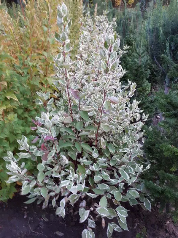 Дерен белый Элегантиссима (Cornus alba Elegantissima)