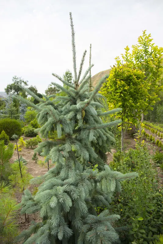 Ель энгельмана Глаука (Picea engelmannii Glauca)