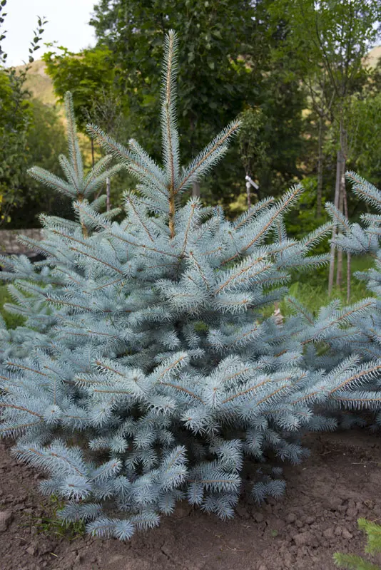 Ель колючая Фат Альберт (Picea pungens Fat Albert)