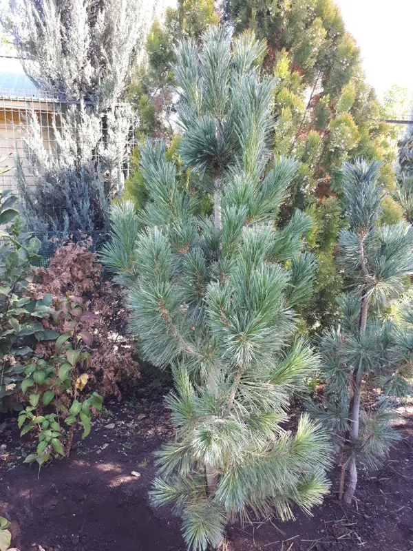 Сосна мягкая Флексилис (Pinus flexilis)