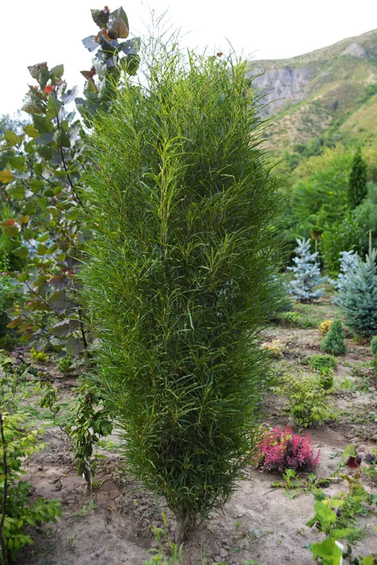 Крушина ольховидная Файн Лайн (Frangula alnus Fine Line)
