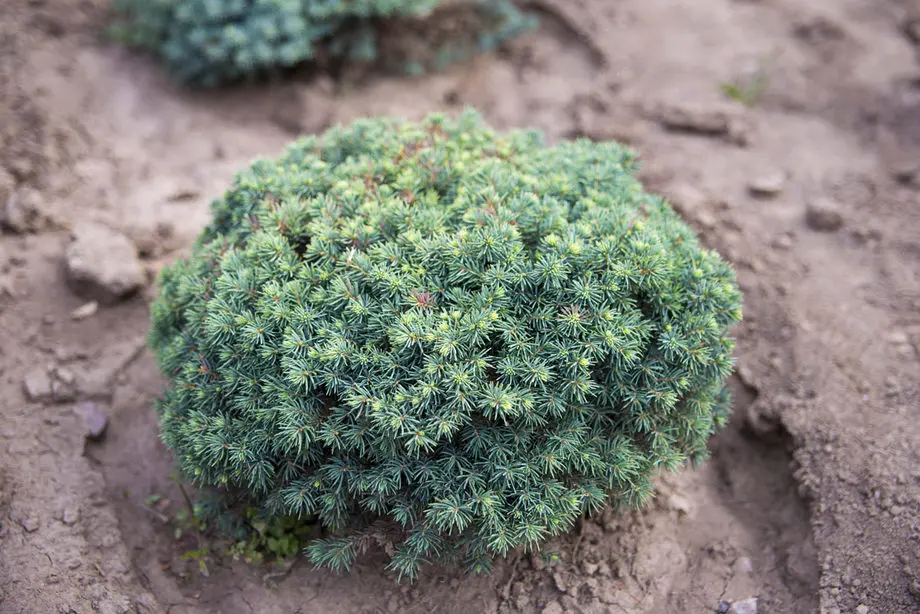 Ель колючая Фрида (Picea pungens Frieda)