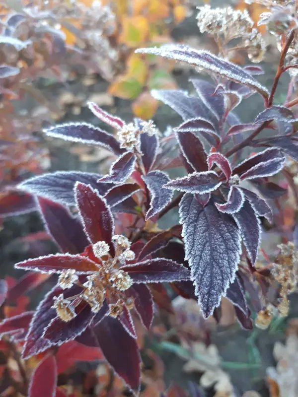 Спирея японская Генпей (Spiraea japonica Genpei)