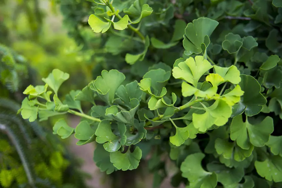 Гинкго билоба Марикен (Ginkgo biloba Mariken)