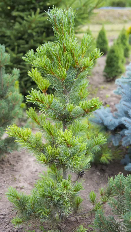 Сосна мелкоцветковая Глаука (Pinus parviflora Glauca)