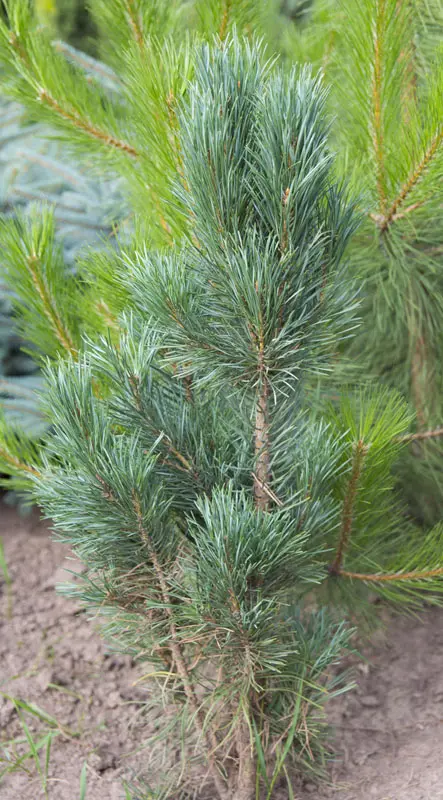 Сосна обыкновенная Глаука Фастигиата (Pinus sylvestris Glauca Fastigiata)