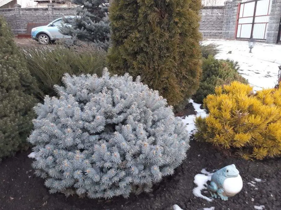Ель колючая Глаука Глобоза (Picea pungens Glauca Globosa)