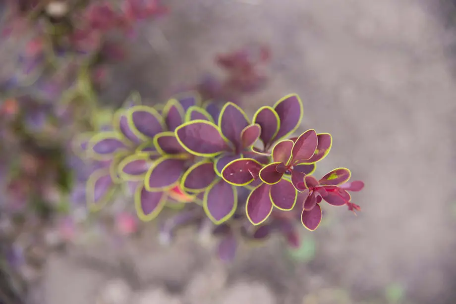 Барбарис тунберга Голден Ринг (Berberis thunbergii Golden Ring)
