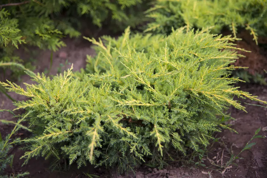Можжевельник средний Голд Стар (Juniperus media Gold Star)