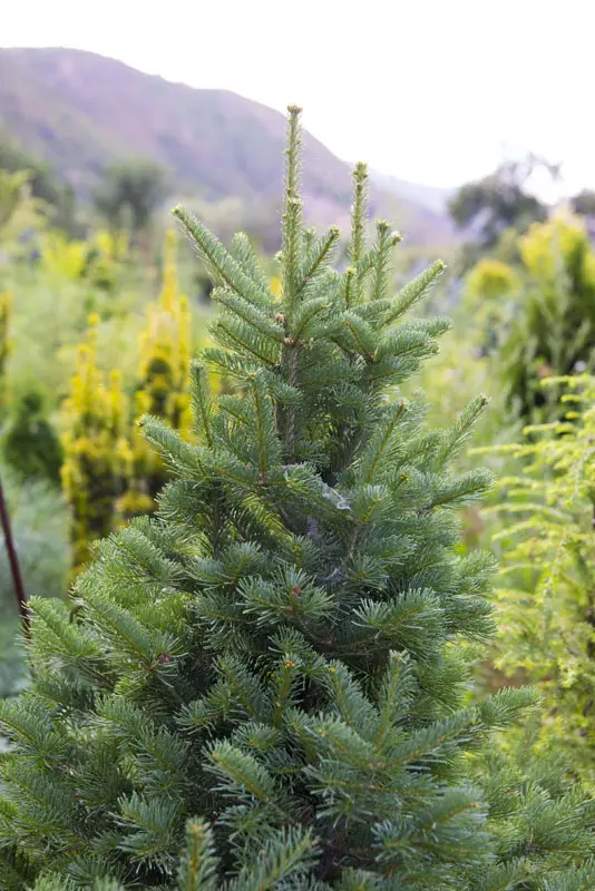 Пихта субальпийская Грин Глоуб (Abies lasiocarpa Green Globe)