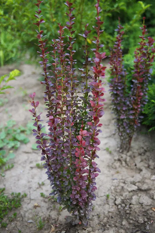 Барбарис тунберга Хелмонд Пиллар (Berberis thunbergii Helmond Pillar)