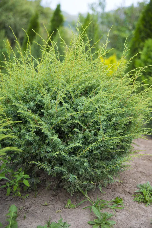 Можжевельник обыкновенный Хиберника (Juniperus comm. Hibernica)