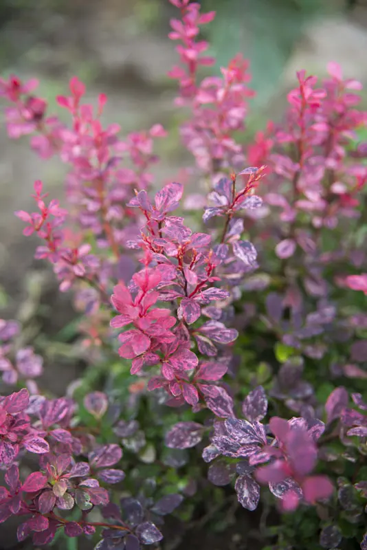 Барбарис Тунберга Инспирейшн (Berberis thunbergii Inspiration)